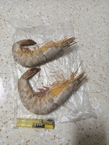 大连当地 渤海湾野生 对虾 虾母