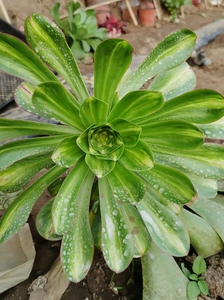 多肉法师燕姿中斑锦,一大颗出