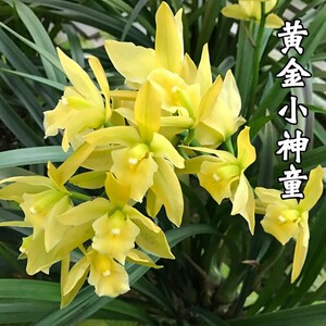 建兰大花兰花黄金小神童2苗连体9.9包邮