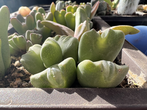 嘟嘟唇的少将肉锥多肉植物番杏