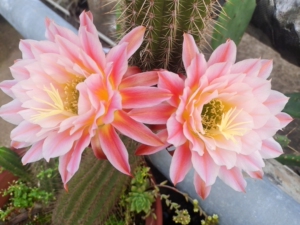 毛花柱曙光,超大.每年二次花,带侧芽,侧芽也开花了,仅赤岗岭