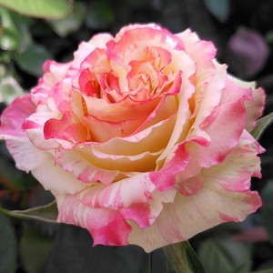 莲花 莲花 四季开花 灌木浓香直立切花月季 阳台盆栽花卉