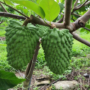 榴莲释迦苗特惠出售～牛心梨砧木,台湾榴莲释迦果重3到5斤,1