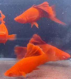 6厘米左右高鳍红箭鱼4条60元包邮包损热带鱼菊花帆红箭纯种小