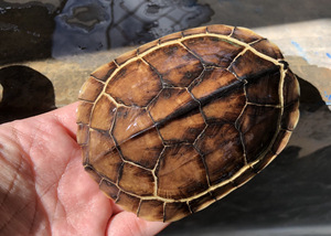 变异石金钱龟,南石龟,金银龟,乌龟,甲壳11厘米,全外池冷水