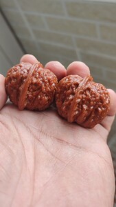 高端小众品,正宗平谷骰子血麒麟,贵妃狮子头,骰子核桃!