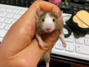 000人付款淘宝自家饲养的正脸鼠,完全无杂毛,缎子鼠