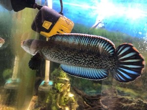 tb36346608淘宝鬼王雷龙鱼,12-14厘米,99包邮包损