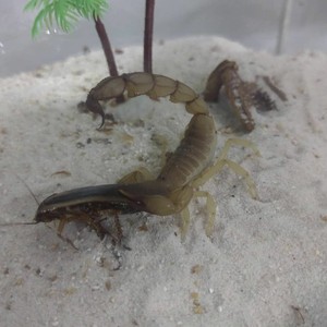 突尼斯黄肥尾蝎2l图片