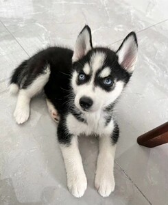 领养急哈士奇幼犬,2个多月大.