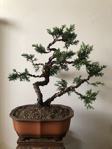 原生济州针柏一本双杆盆景绿植12年老桩精品,回老家着急出,老