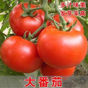 大番茄种子超甜红果大西红柿高产阳台春季秋季抗高温蔬菜瓜果种籽