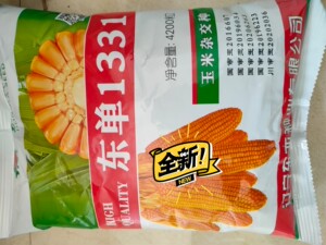 东单1331玉米种灾年大品种,抗性突出产量高