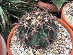 仙人球 卷刺凌波 强刺 实生 曲刺 狂刺