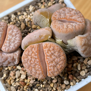 生石花拿铁母本