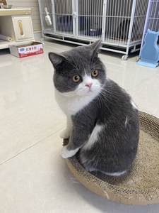 英短蓝白公猫种公猫咪   1岁2个月 家里已有净梵种公所以蓝