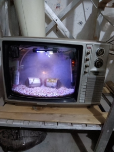 老牌黄河17寸黑白电视改装鱼缸,鱼友龟友可接,咖啡厅,聊吧