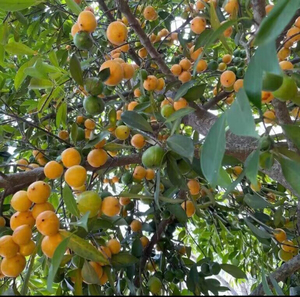 黄金山竹 岭南山竹 龙蒙子树苗 1-10年苗有货 常年不落叶