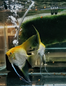 【神仙鱼燕鱼长鳍】神仙鱼燕鱼长鳍品牌,价格 - 阿里巴巴