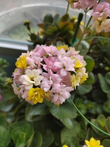 变色龙复色重瓣长寿花卉小盆栽 外星人新品et 长寿花小苗,开