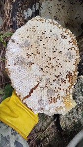 野外放的诱蜂桶取的蜂蜜便宜出，因为我了解蜜蜂的习性一放就来蜂