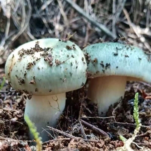 云南青头菌青岗菌绿豆菌新鲜野生菌菌子云南蘑菇