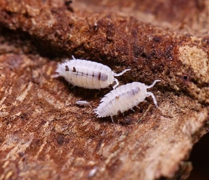 白侏儒鼠妇,类似跳虫,潮虫,可以作为小型蛙类蝾螈或者是蜘蛛蝎