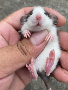 宠物暹罗哈士奇花枝鼠 家养花枝