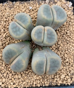 生石花 多肉 满68包邮 招福玉 5头全窗招福玉群生