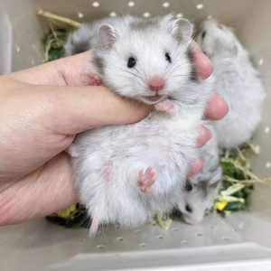 长毛奶牛.长毛杂银.长毛米熊.长毛