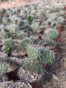 仙人掌米老鼠造型4颗40,修罗团扇,很霸气的仙人掌,喜欢的详