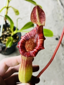 上位黑精灵猪笼草 中通申通包邮