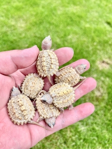 黄化鳄龟 黄化佛苗鳄龟 非白化原色原种纯杂佛大小鳄龟变异大鳄