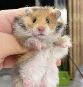 9一只熊】长毛短毛纯银白熊米熊金丝熊鸽灰丁香虎纹熊奶