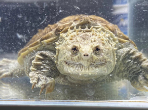 佛鳄龟纯佛极品