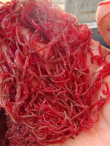 冰冻红虫,2022最新加工大母虫,小母虫,赤虫,血虫,冷冻大