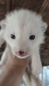 白狐异瞳幼崽,成体均有,幼崽从小养像宠物狗一样亲人,正常接种