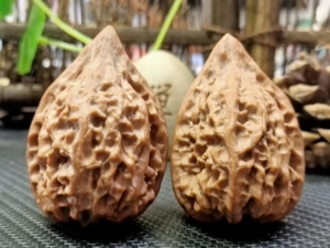 文玩核桃鸭嘴兽