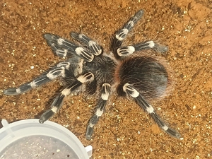 巴西白膝头白七8厘米左右捕鸟蛛宠物蜘蛛对出350