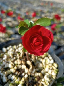 000人付款淘宝日本八重咲长寿梅扦插苗,母本是日本进口的,品