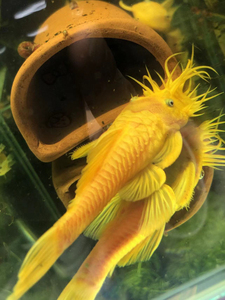 黄金大胡子种鱼