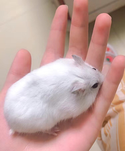 家养仓鼠宠物小仓鼠活物紫仓银狐布丁情侣幼崽一只金丝熊一对宠物