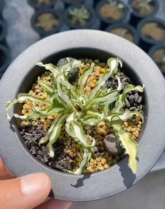 进口植物 #山野草#玉簪花 稀有品种日本姬玉簪卷叶玉簪预定