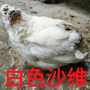 法国巨型鹌鹑种蛋