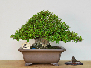 日本皋月杜鹃-晃山