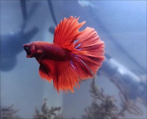 【绝美红色系泰国半月斗鱼】包邮!