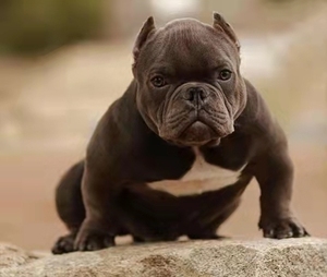 美国恶霸犬巨型