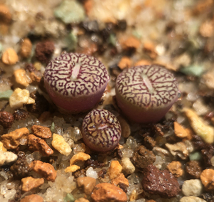 唐草纹墨小锥,勇者之楯,纹路清晰,3头529元,不议价.