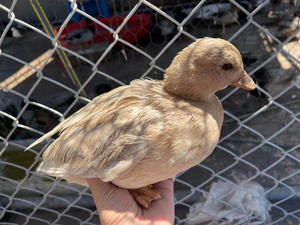 粉彩柯尔鸭种蛋200一枚,顺丰包邮到家,免费教你孵化技术,带