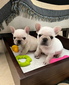 法斗幼犬法国斗牛犬纯种斗牛犬法牛奶油色斗牛小型好养宠物狗狗活